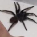 jeveuxmourir